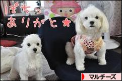 にほんブログ村 犬ブログ マルチーズへ