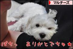 にほんブログ村 犬ブログ マルチーズへ