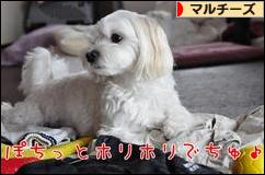 にほんブログ村 犬ブログ マルチーズへ