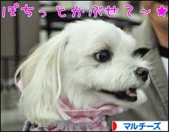 にほんブログ村 犬ブログ マルチーズへ