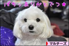 にほんブログ村 犬ブログ マルチーズへ