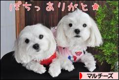 にほんブログ村 犬ブログ マルチーズへ