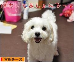 にほんブログ村 犬ブログ マルチーズへ