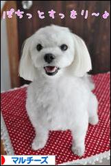 にほんブログ村 犬ブログ マルチーズへ