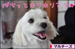 にほんブログ村 犬ブログ マルチーズへ