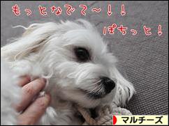 にほんブログ村 犬ブログ マルチーズへ
