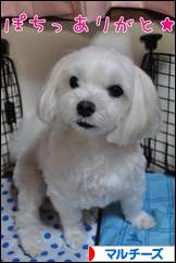 にほんブログ村 犬ブログ マルチーズへ