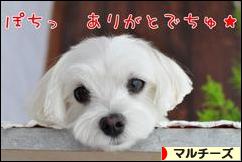 にほんブログ村 犬ブログ マルチーズへ