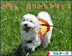 にほんブログ村 犬ブログ マルチーズへ