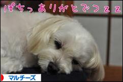 にほんブログ村 犬ブログ マルチーズへ