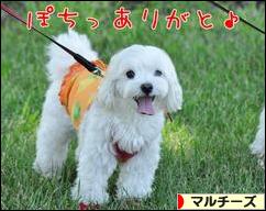 にほんブログ村 犬ブログ マルチーズへ
