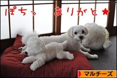 にほんブログ村 犬ブログ マルチーズへ