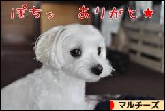 にほんブログ村 犬ブログ マルチーズへ