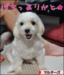 にほんブログ村 犬ブログ マルチーズへ