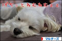 にほんブログ村 犬ブログ マルチーズへ