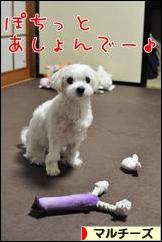 にほんブログ村 犬ブログ マルチーズへ