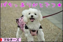 にほんブログ村 犬ブログ マルチーズへ