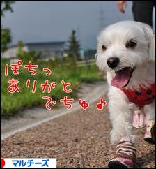 にほんブログ村 犬ブログ マルチーズへ