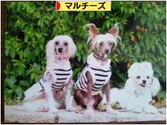にほんブログ村 犬ブログ マルチーズへ