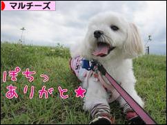 にほんブログ村 犬ブログ マルチーズへ