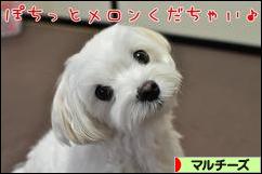 にほんブログ村 犬ブログ マルチーズへ