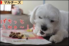 にほんブログ村 犬ブログ マルチーズへ