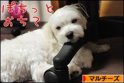 にほんブログ村 犬ブログ マルチーズへ