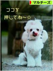にほんブログ村 犬ブログ マルチーズへ