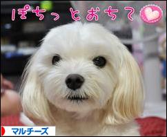 にほんブログ村 犬ブログ マルチーズへ