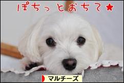にほんブログ村 犬ブログ マルチーズへ