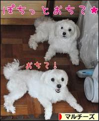 にほんブログ村 犬ブログ マルチーズへ