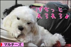 にほんブログ村 犬ブログ マルチーズへ