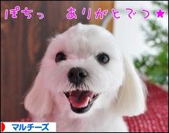 にほんブログ村 犬ブログ マルチーズへ