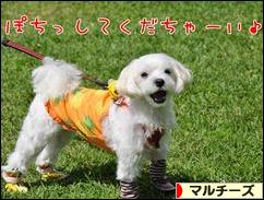 にほんブログ村 犬ブログ マルチーズへ
