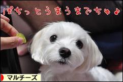 にほんブログ村 犬ブログ マルチーズへ