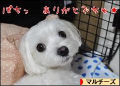 にほんブログ村 犬ブログ マルチーズへ