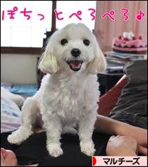 にほんブログ村 犬ブログ マルチーズへ