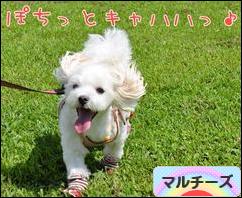 にほんブログ村 犬ブログ マルチーズへ