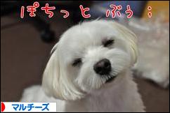 にほんブログ村 犬ブログ マルチーズへ