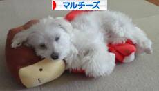 にほんブログ村 犬ブログ マルチーズへ