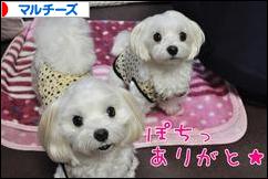 にほんブログ村 犬ブログ マルチーズへ