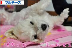にほんブログ村 犬ブログ マルチーズへ