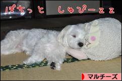 にほんブログ村 犬ブログ マルチーズへ