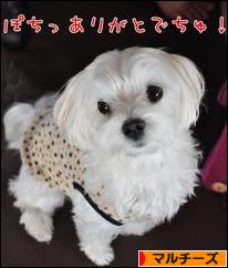 にほんブログ村 犬ブログ マルチーズへ