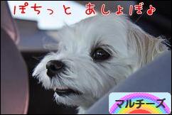 にほんブログ村 犬ブログ マルチーズへ