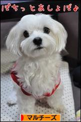 にほんブログ村 犬ブログ マルチーズへ