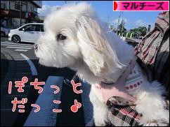 にほんブログ村 犬ブログ マルチーズへ