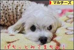 にほんブログ村 犬ブログ マルチーズへ