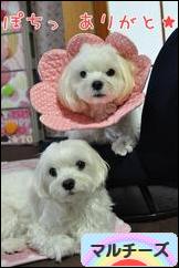 にほんブログ村 犬ブログ マルチーズへ