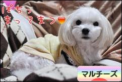 にほんブログ村 犬ブログ マルチーズへ